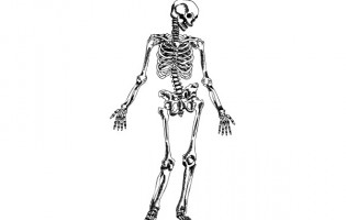 Found some Free vector relate (unlabeled diagram human skeleton ...