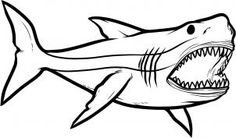 Shark Drawing