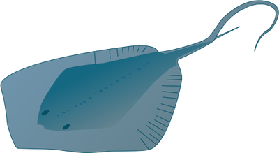 Dasyatis americana (Southern Stingray) - Fish - Vector ...