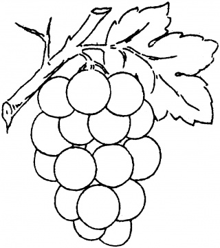 Grapes coloring pages | Super Coloring