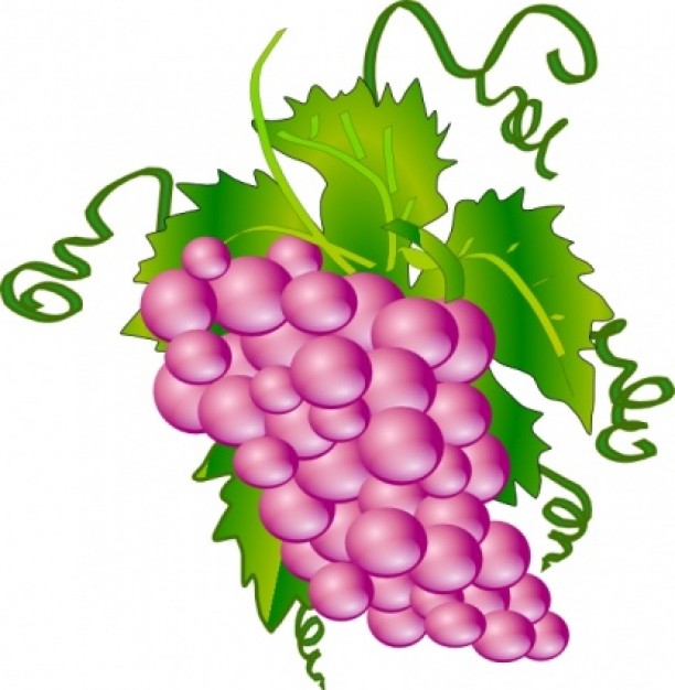 grapes with gloss with green leaves and curls | Download free Vector