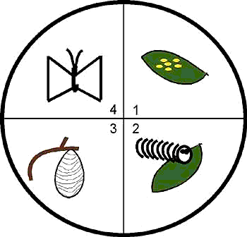 Life Cycle Clip Art