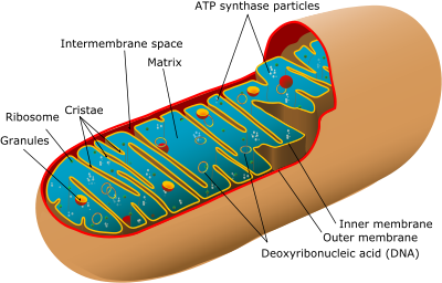 Cell Biology/Organelles/Mitochondria - Wikibooks, open books for ...