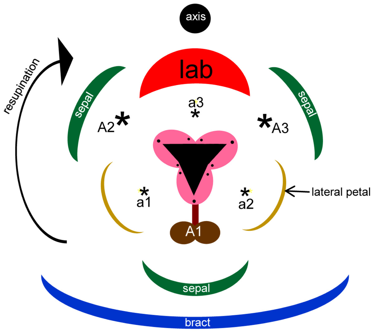 Organ homologies in orchid flowers re-interpreted using the Musk ...