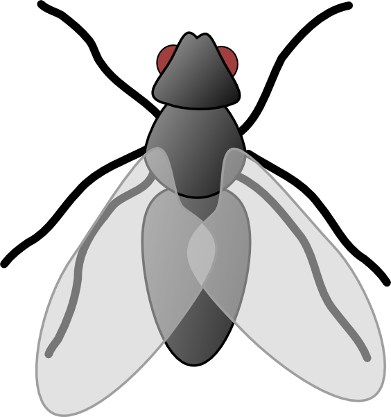 Fly Clip Art - Free Clipart Images