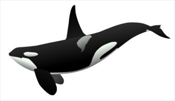 Killer Whale Clipart