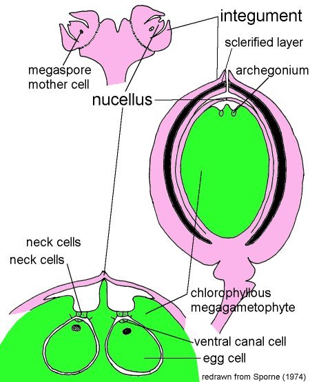 Ginkgo ovule development, pollen and video photos motile sperms