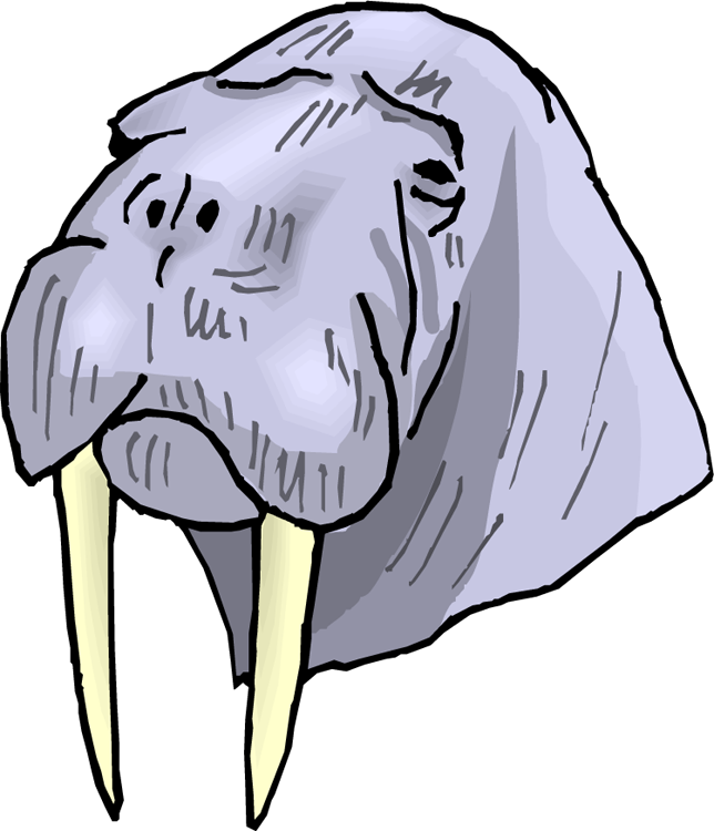 Walrus walross clipart clipart