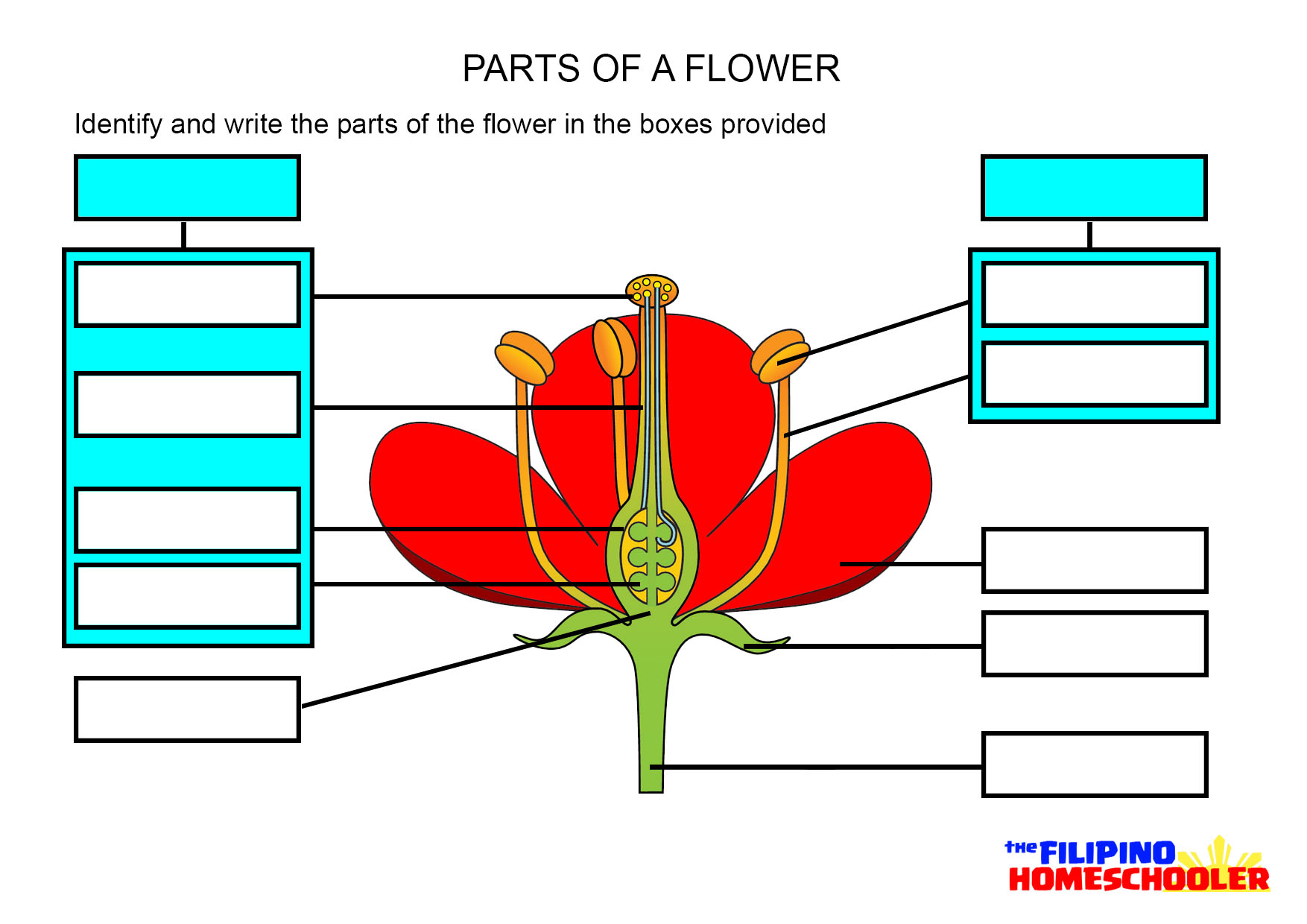 Parts Of The Flower Worksheet - Pichaglobal