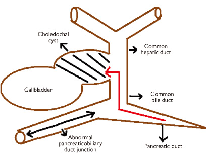 Abdomen Diagram Male - ClipArt Best