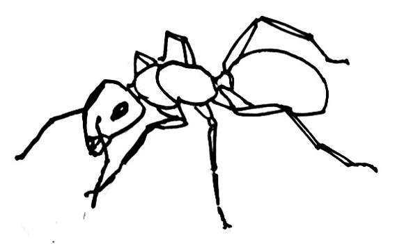 How to draw an Ant