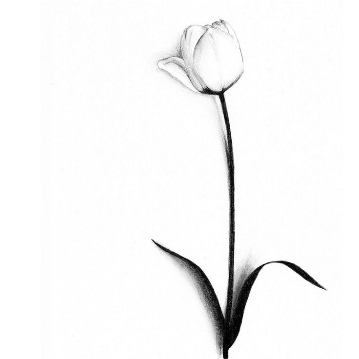 Tulip Tattoo | Tattoos, Daffodil ...