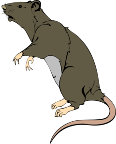 Rat clipart images free