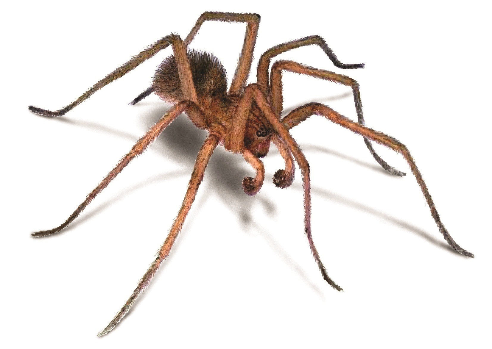 Animal Hobo Spider Hd Wallpaper | HDWallWide.com