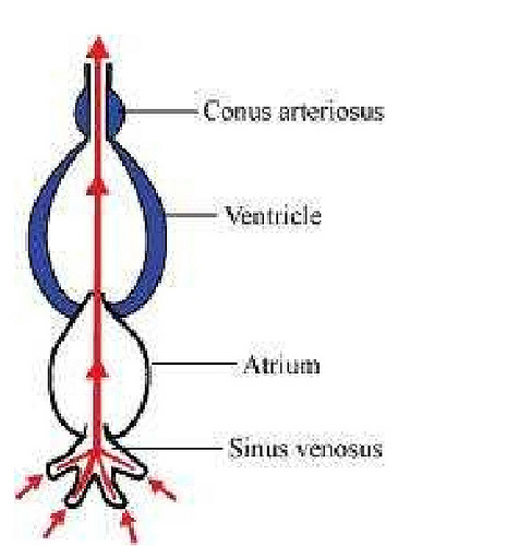 NCERT Solutions Class 11th Biology: Chapter 18 Body Fluids and ...