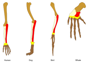 Comparative anatomy - Wikipedia