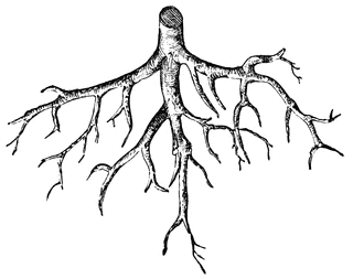 Root | ClipArt ETC