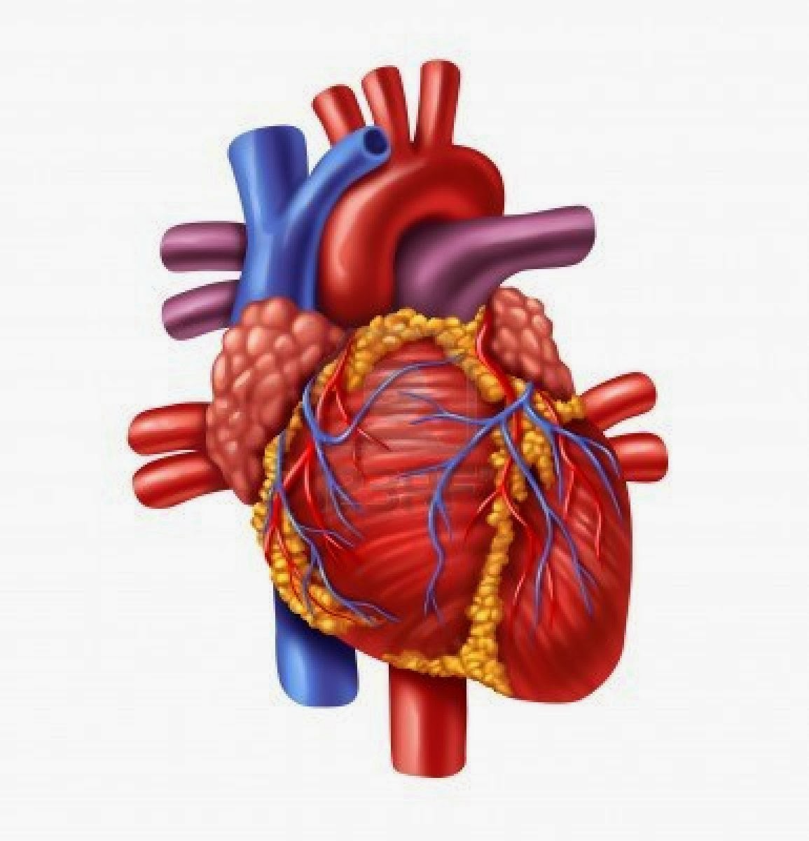 Heart Diagram Unlabeled | Free Download Clip Art | Free Clip Art ...