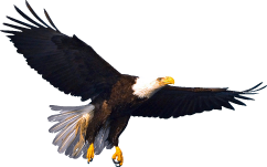 bald_eagle.png - ClipArt Best - ClipArt Best