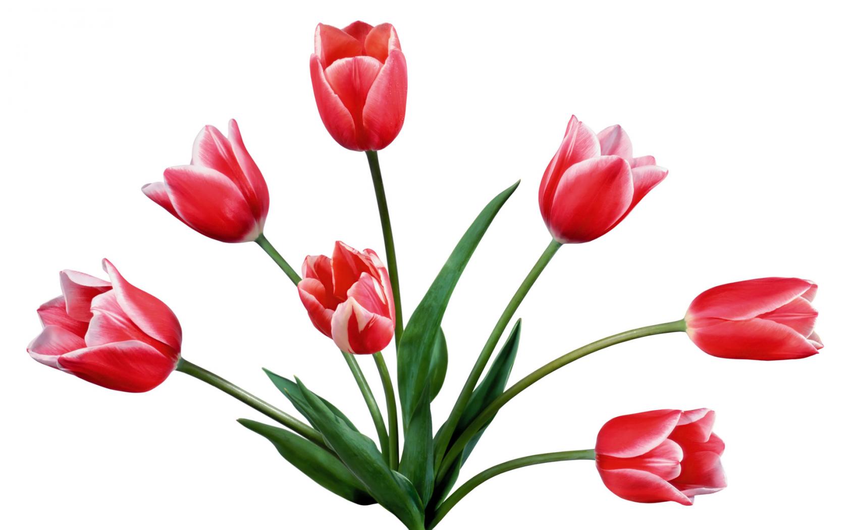 Tulip Drawing 14136 Hd Wallpapers in Flowers - Imagesci.