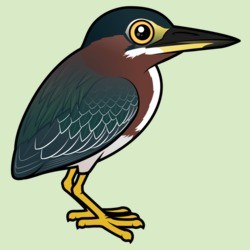 Find Birdorable Cartoon Green Heron Apparel and Gifts