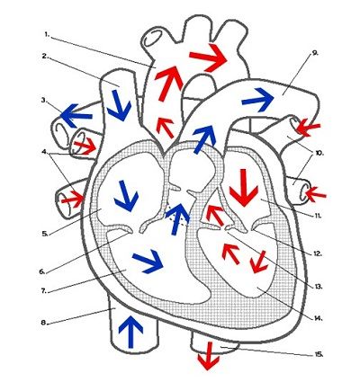 1000+ images about Anatomia | Respiratory system ...