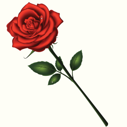 Single Rose Clip Art, Vector Images & Illustrations