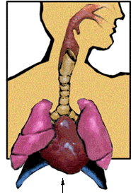 Respiratory system on emaze
