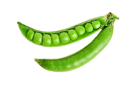 Pea Pod Picture | Free Download Clip Art | Free Clip Art | on ...