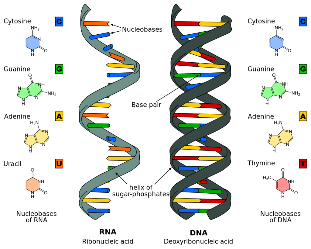 Difference Between DNA and RNA | Difference Between