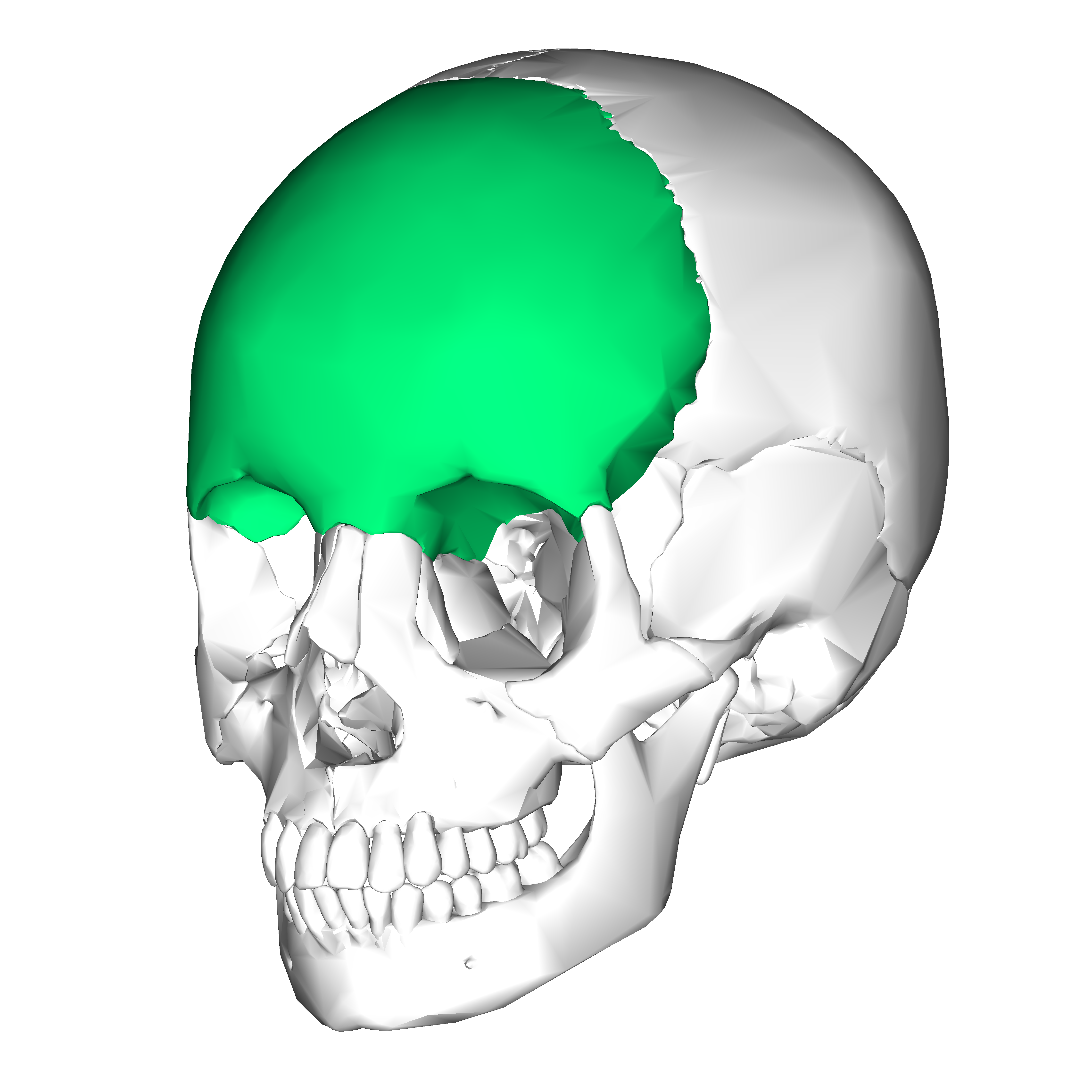 Skull & Facial Bones (markings/features) - Biology 241 with ...