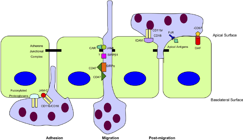 Neutrophil migration across epithelia can be considered in ...