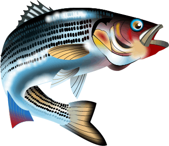 Tarpon Fish Clipart