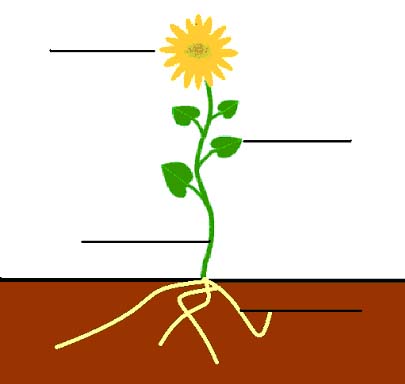 Flower With Stems For Kids - ClipArt Best