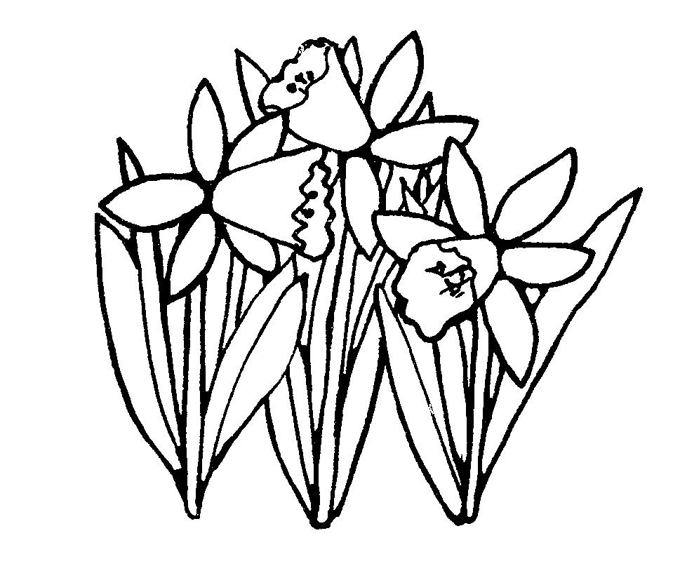 Daffodils Flower Drawing - ClipArt Best