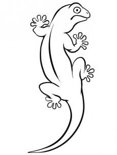 How to Draw a Gecko, Step by Step, Reptiles, Animals, FREE Online ...