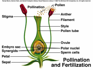 Second Bimester - Science Class