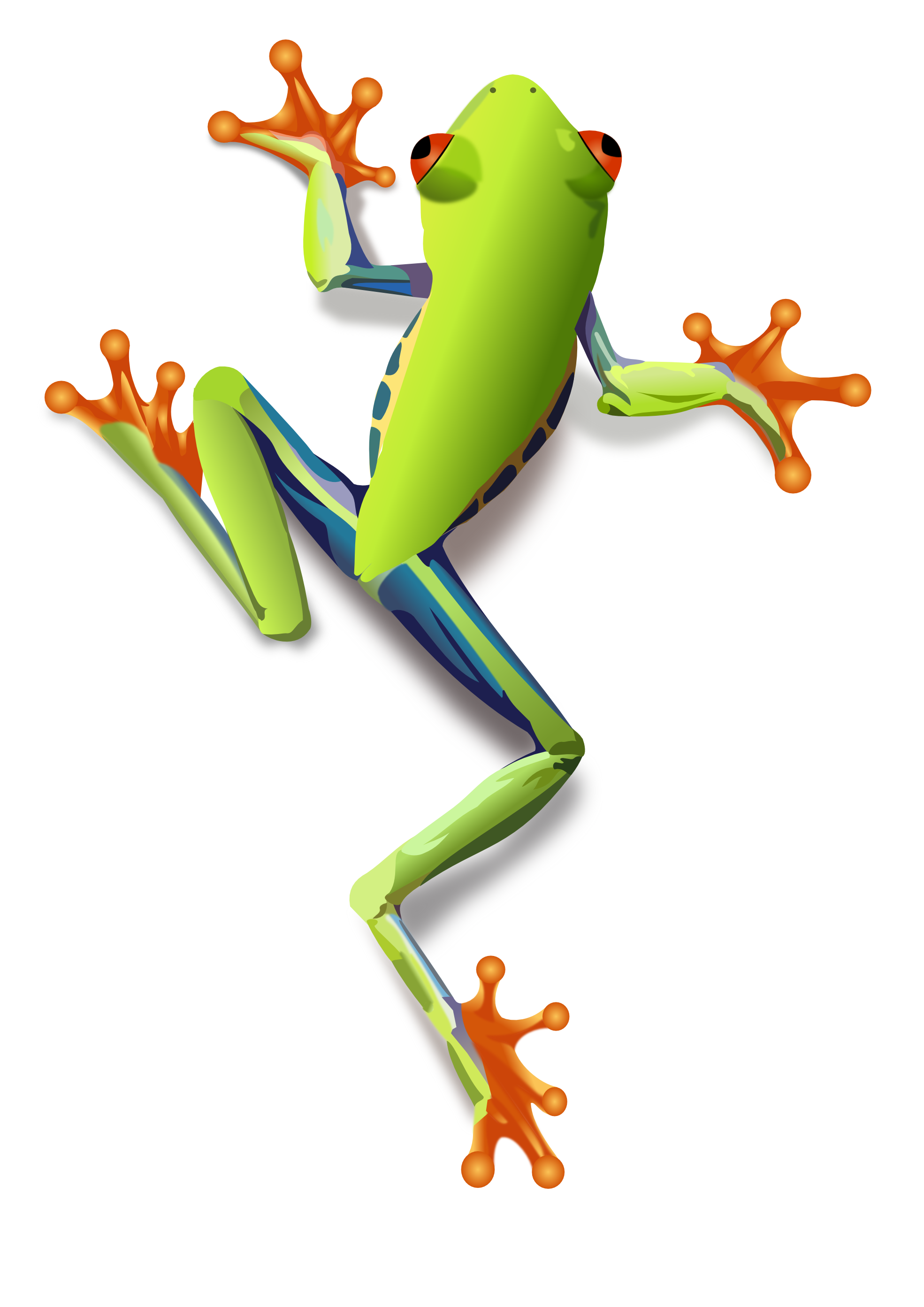 Tree frog clipart png