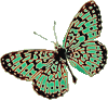 butterfly-clipart24.gif