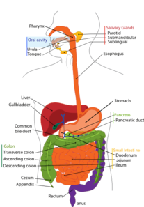 digestive-system-md.png