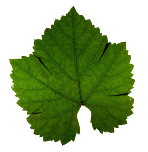 Wine Blog » Blog Archive Wine Grape Leaves » Wine Blog