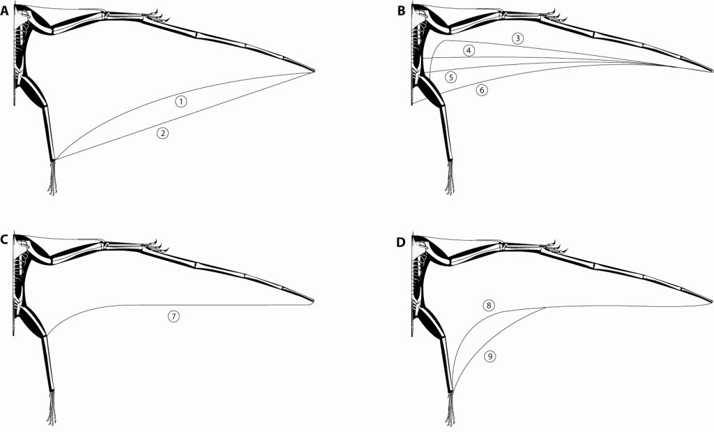 Scott Hartman's Skeletal Drawing.com