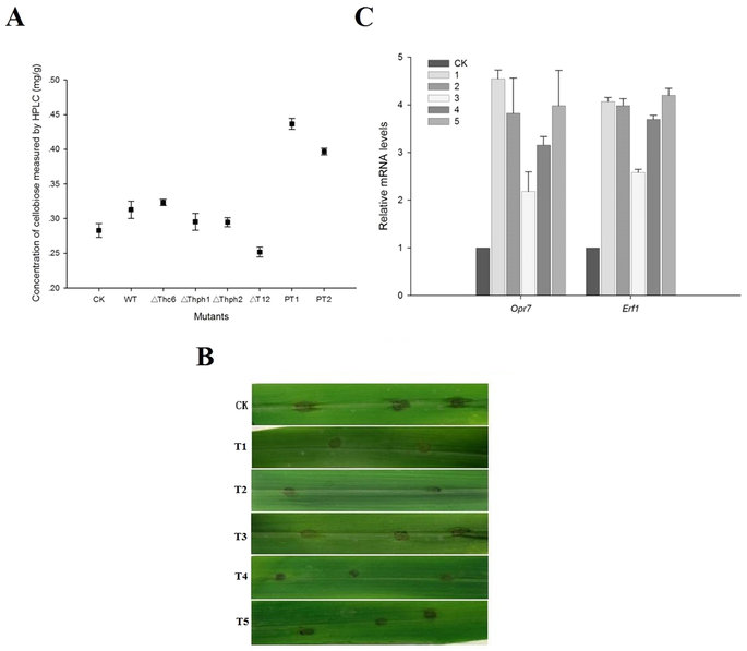 Cellulase from Trichoderma harzianum interacts with roots and ...