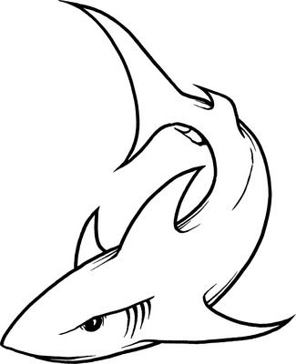 Shark Drawing | Shark Illustration ...
