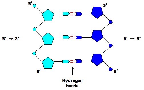 3.3 DNA Structure | BioNinja