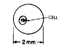 Using the Microscope