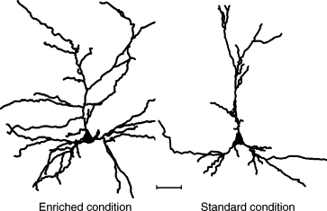 Environmental enrichment promotes improved spatial abilities and ...