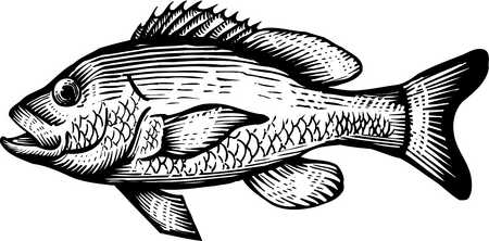 Stock Illustration - A black and white drawing of a red snapper