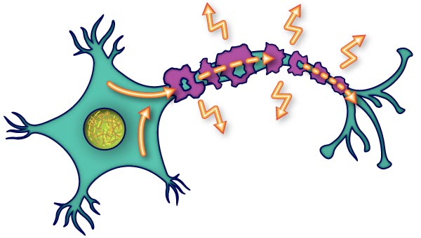 StemCells, Inc. - Therapeutic Programs: More about Spinal Cord Injury