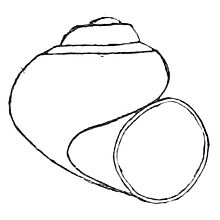 Snail Shell Drawing - ClipArt Best